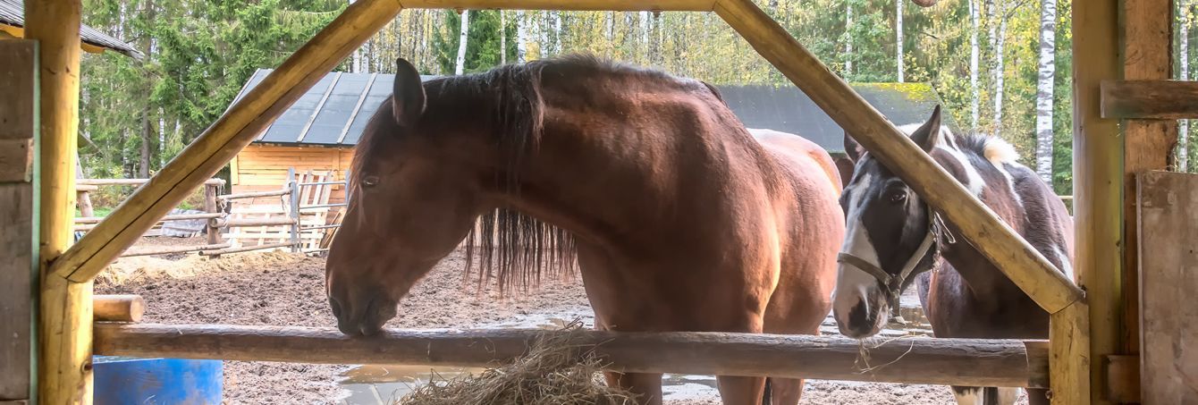 Круиз "Серебряное ожерелье", теплоход "Георгий Чичерин"
