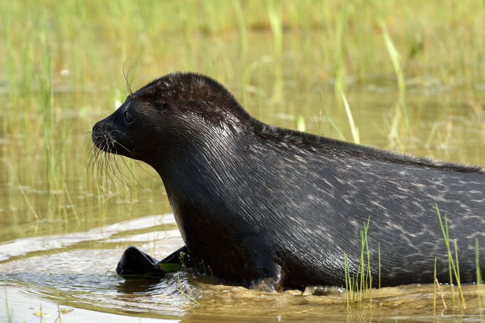 Круиз "Мраморное чудо Рускеала", теплоход "Георгий Чичерин"
