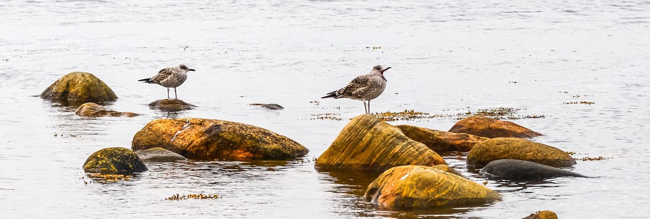 Круиз из Санкт-Петербурга "Архипелаг истории и тайн" - 13 дней, теплоход "Александр Пушкин", сезон 2