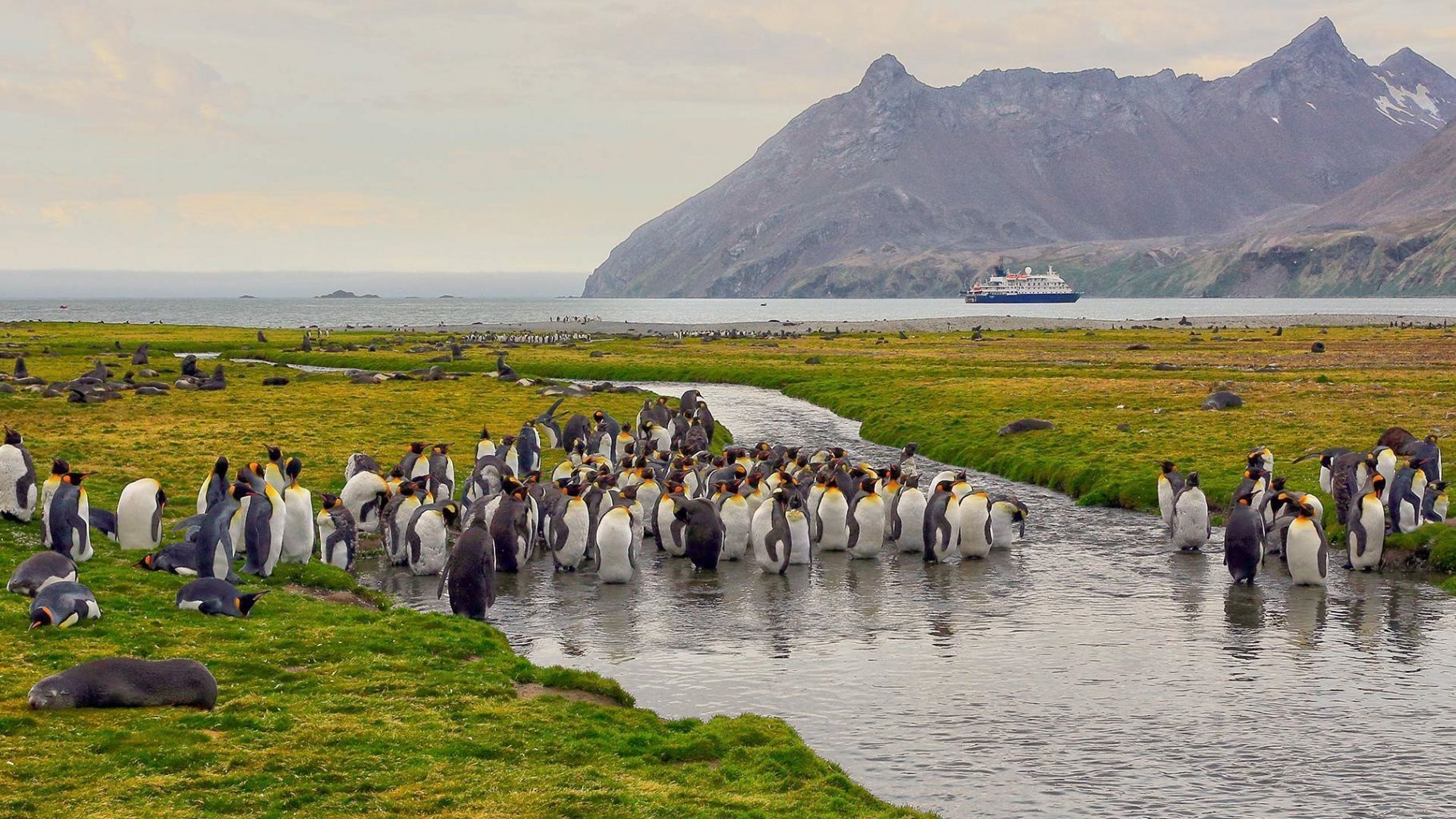 Экспедиционный круиз: новогодние каникулы в Антарктиде
