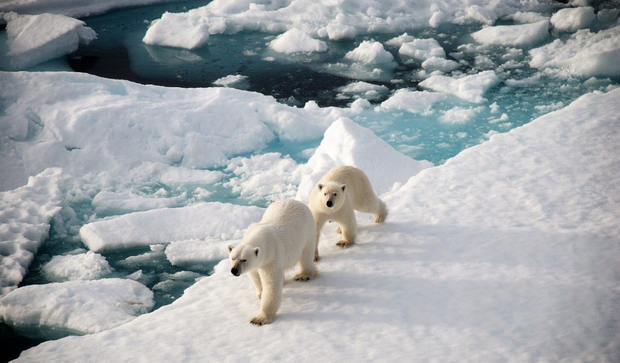Круизы на Северный полюс к «Вершине мира» Экспедиции на ледоколе 