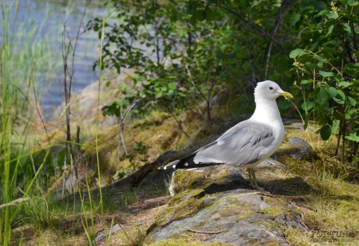 Круиз на Орешек и Валаам из Петербурга теплоход "Георгий Чичерин"