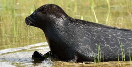 Круиз на Валаам, теплоход "Георгий Чичерин"