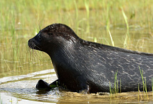 Ладожская кольчатая нерпа