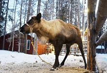 Вотчина Карельского Деда мороза ТалвиУкко. Северные олени
