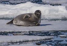 Новый Год на Байкале: Зимняя сказка Ольхона!