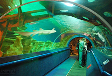 Океанариум Петербурга "Планета Нептун". Туры и экскурсии
