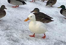Экскурсия в Гатчину, парк, зима