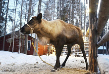 Северные олени в Карелии - зимой