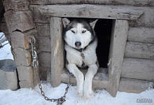 Питомник хаски и ферма северных оленей в Карелии