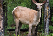 Горный курорт Шумак, Саяны, Бурятия, Сибирь