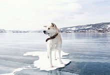 Сибирь, озеро Байкал, тур "Где пузырьки воздуха замерзают во льду"