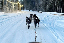 Питомник хаски в Карелии зимой
