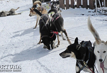 Листвянка - прогулка с байкальскими хаски