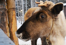Вотчина Карельского Деда мороза ТалвиУкко. Северные олени