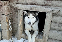 Вотчина Карельского Деда мороза ТалвиУкко. Питомник хаски