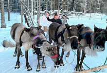 Питомник хаски и ферма северных оленей в Карелии