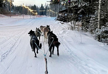 Питомник хаски и ферма северных оленей в Карелии